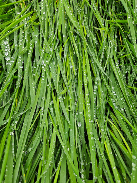 fresh dewy green grass
