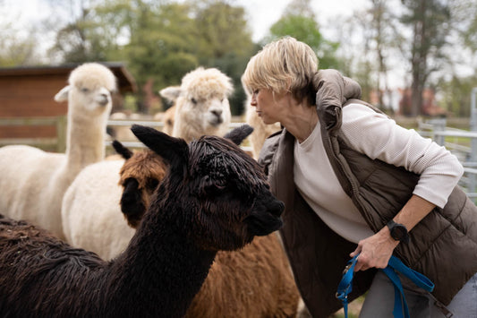 Shearing: Why Alpacas Need It and How Alpaca Apparel Protects Their Welfare