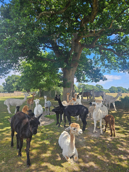 Meet The Alpacas of Alpaca Apparel