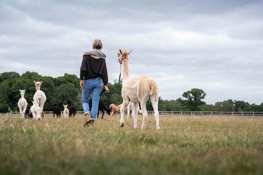 The Journey of Alpaca Apparel