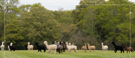 Why Alpacas are Amazing!