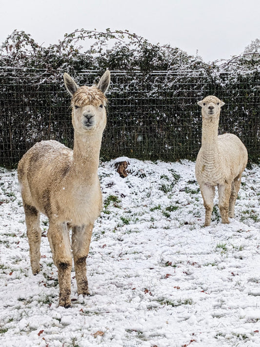 How Alpacas Stay Warm in the Cold and How Their Fleece Benefits Your Wardrobe