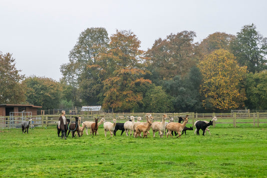herd of alpacas in a new forest field with model claire turner founder of herd alpaca apparel
