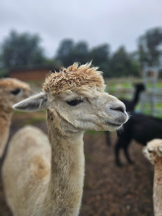 a picture of an alpaca in a field