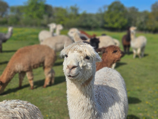 alpacas in a field