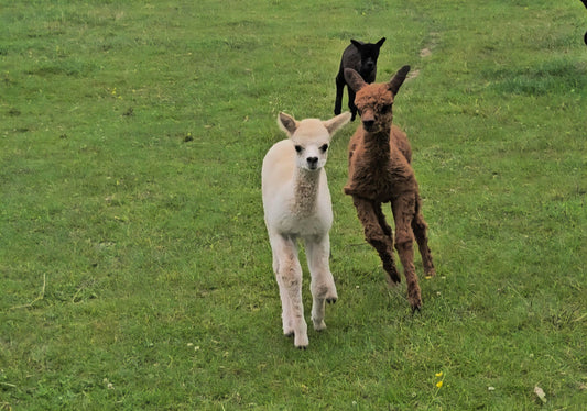 From Cria to Cardigans:  Our Alpaca Apparel Starts at the Farm