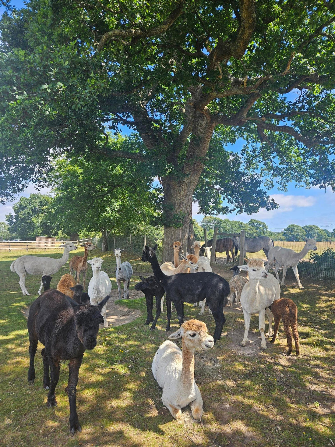 Meet The Alpacas of Alpaca Apparel