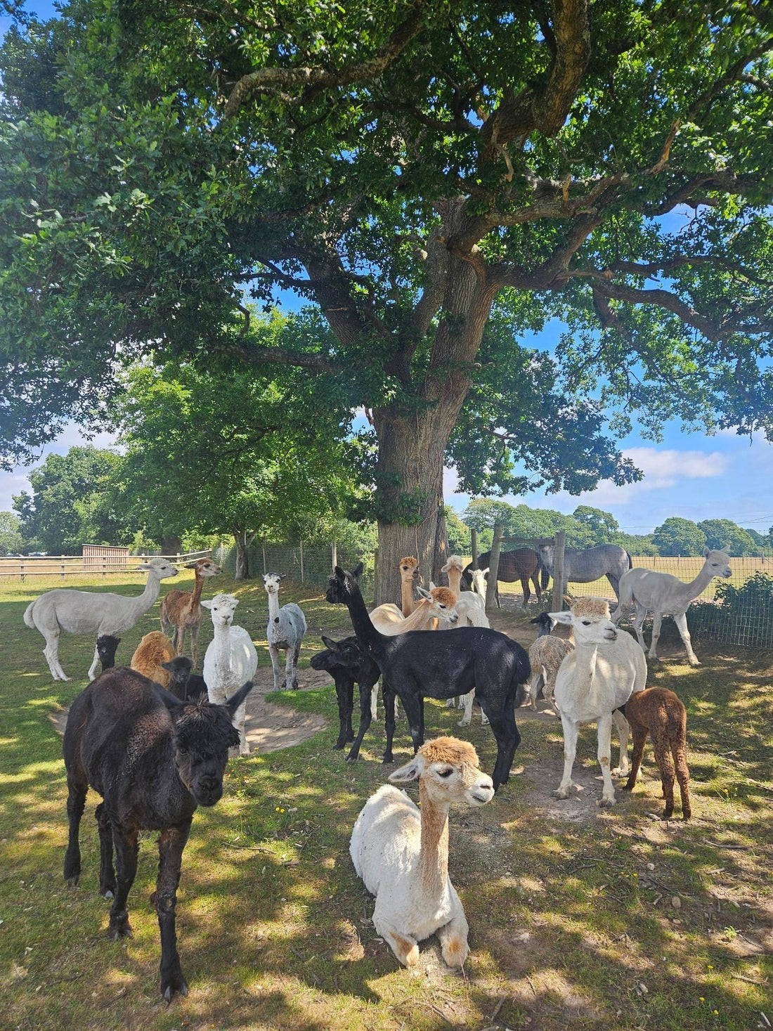 Meet The Alpacas of Alpaca Apparel