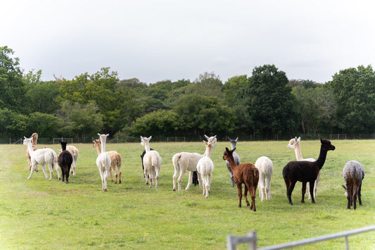 alpacas in a filed in the new forest
