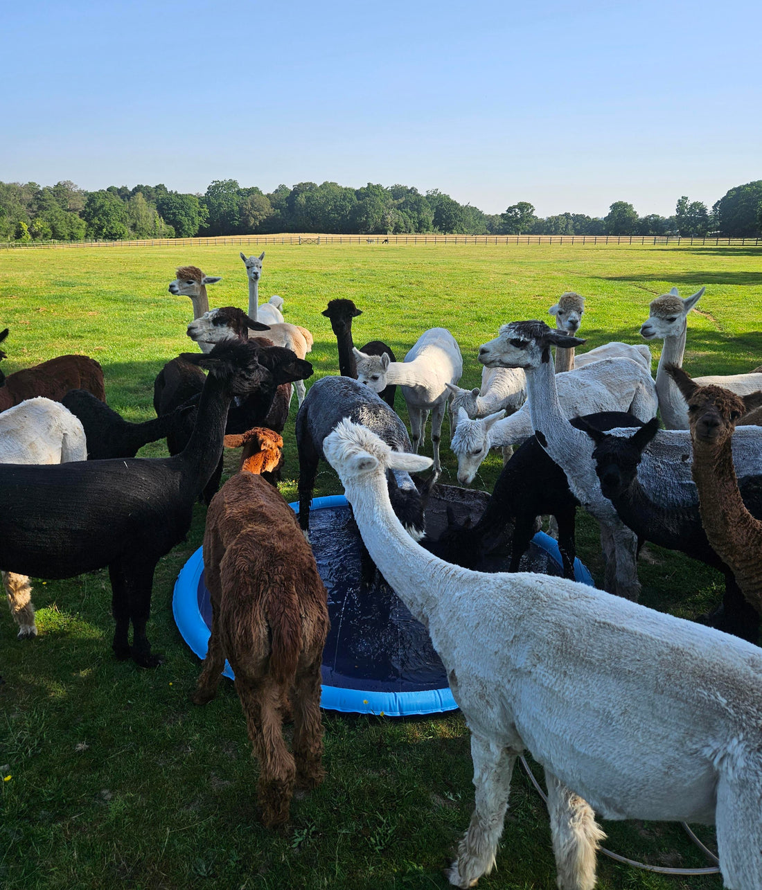 Alpacas in the paddling pool