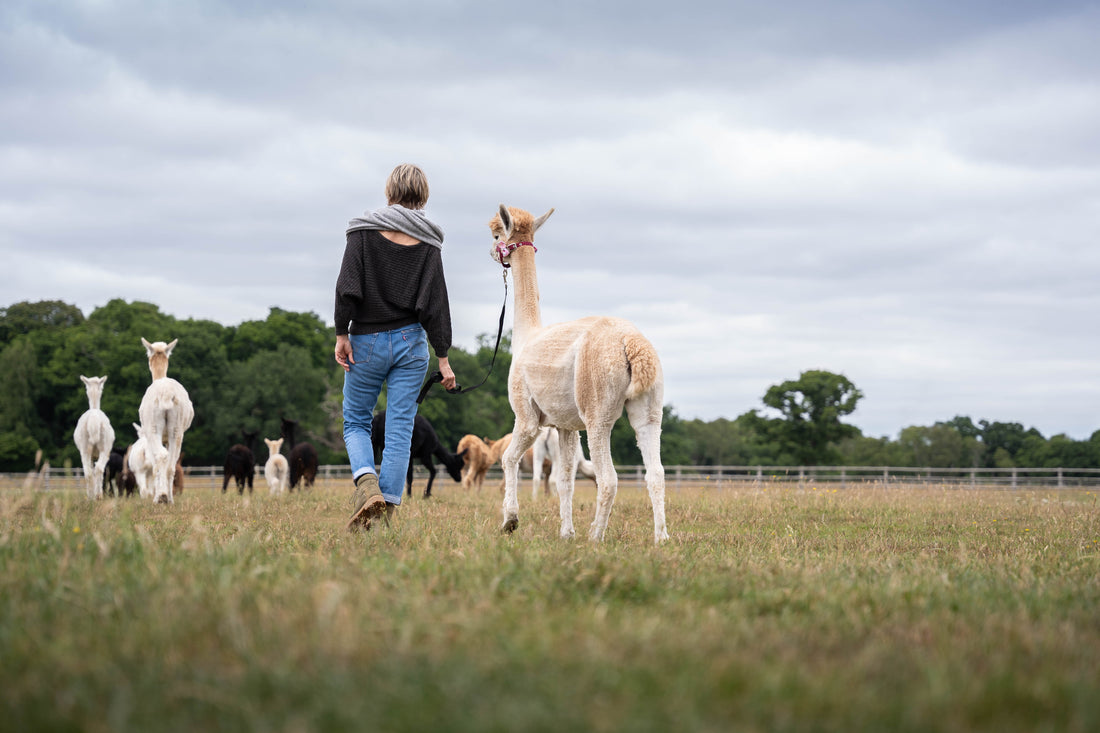 The Journey of Alpaca Apparel