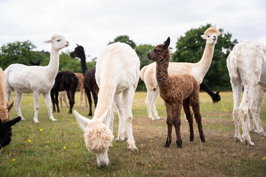 How Alpacas Regenerate the Land They Graze On