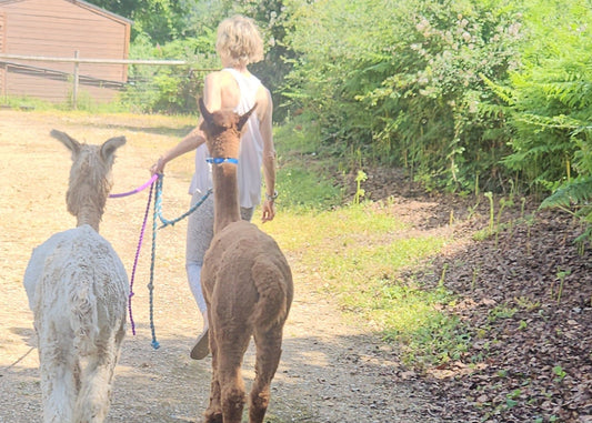 woman walking with alpacas down a track
