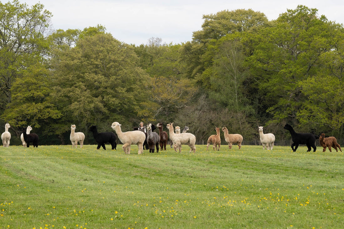 How Regenerative Farming is Redefining Luxury Alpaca Knitwear