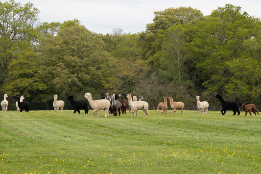 How Regenerative Farming is Redefining Luxury Alpaca Knitwear