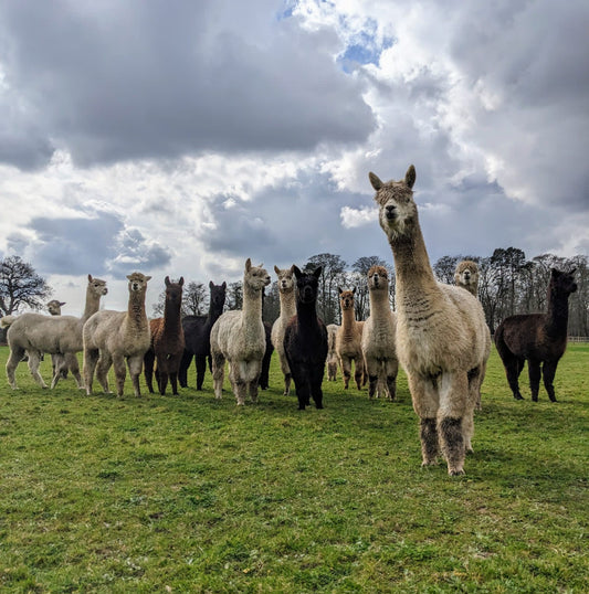 alpaca knitwear cape worn in the sunshine