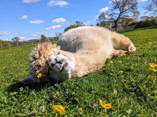 Luxury Alpaca Knitwear for Spring | Breathable, Lightweight, British-Made