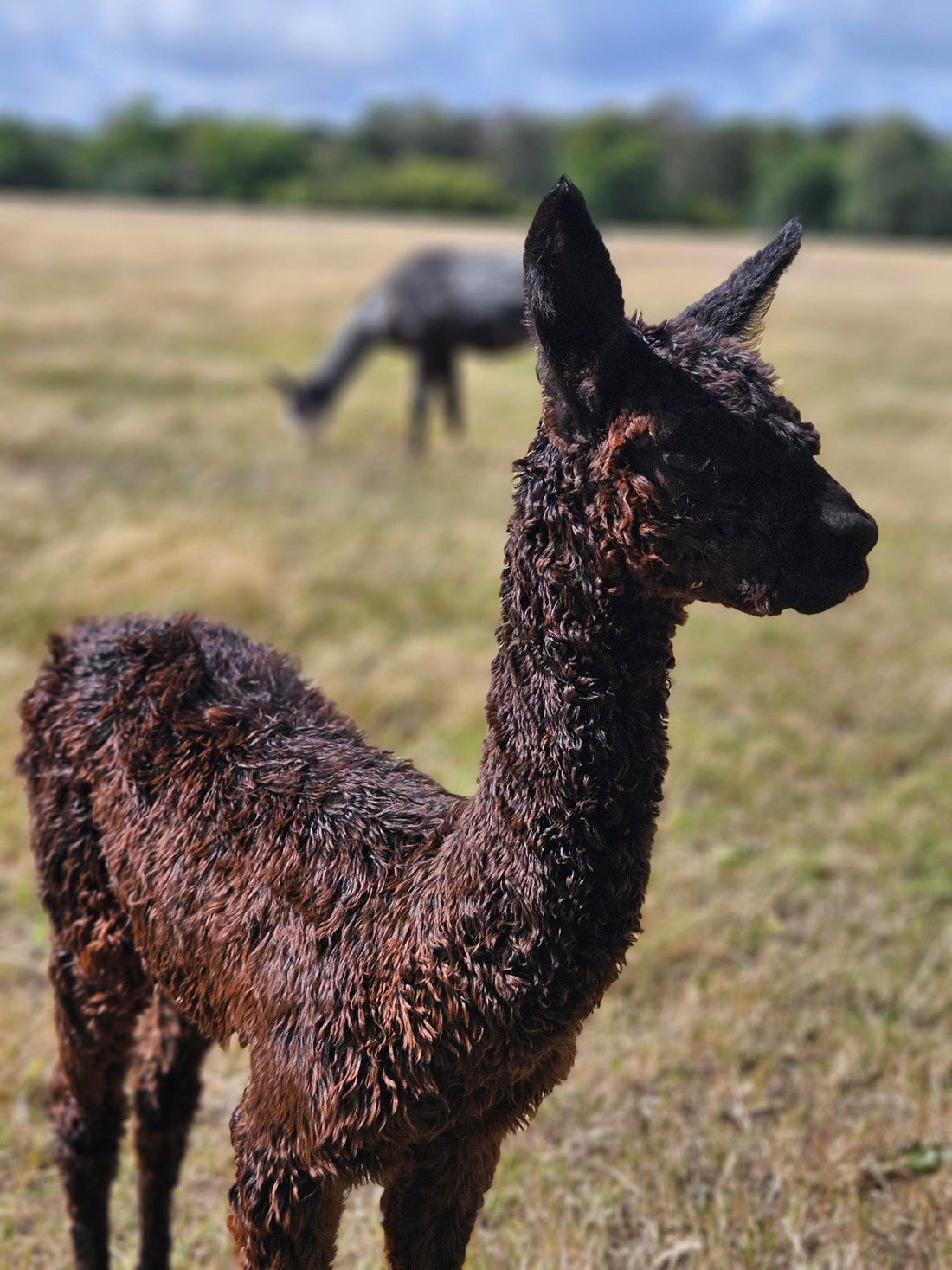 Sustainability in Fashion