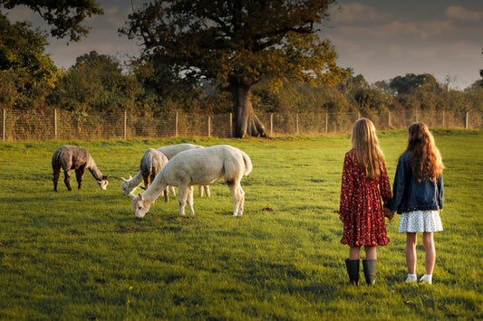 two unrecognisable girls holding hands looking at alpacas in a field