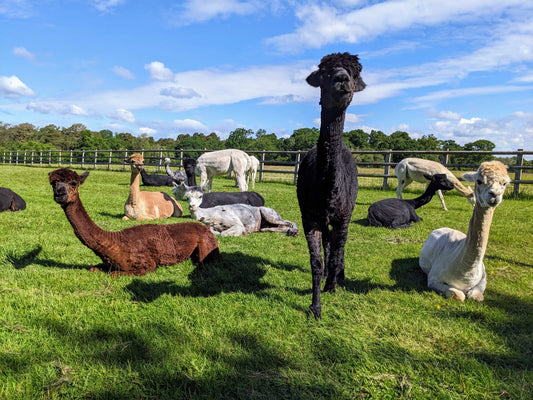 The Benefits of Alpaca Fibre and Why UK Alpaca Is the Way Forward