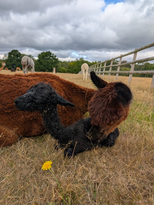 From Farm  to Fleece: How Alpacas Begin Their Journey
