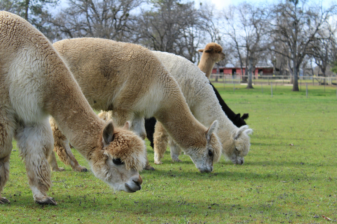 Alpacas grazing in the New Forest