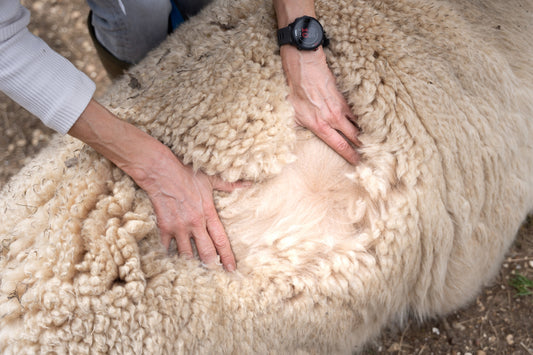 close up of alpaca fleece