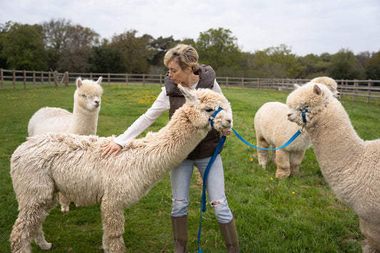 From London to the New Forest: A Journey with Alpacas. How I followed my herd.